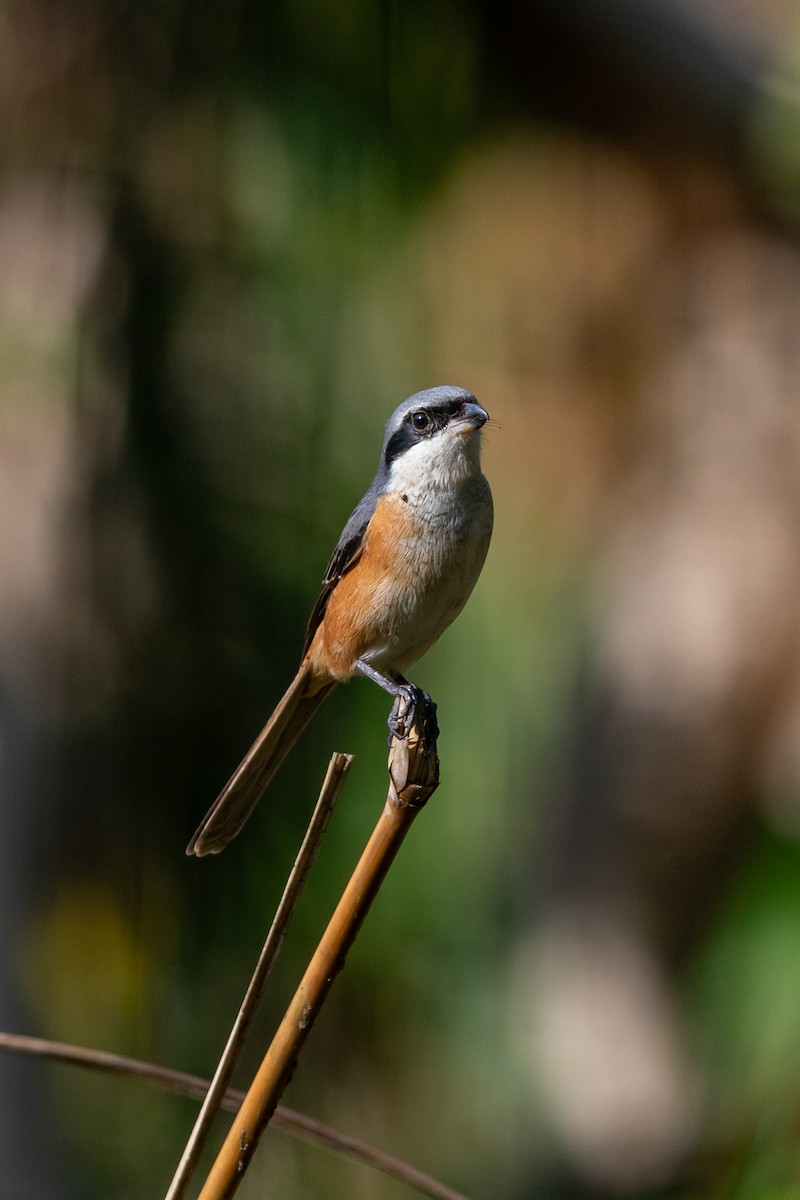 Gray-backed Shrike - ML644254117