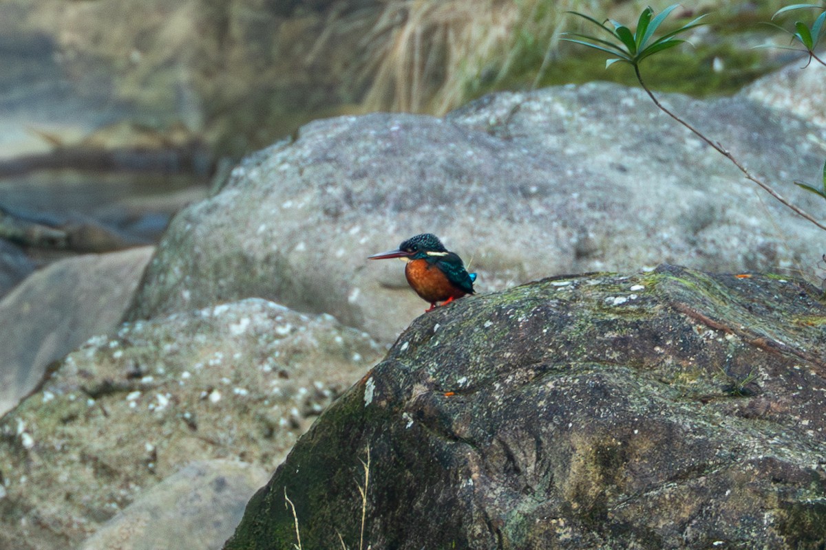 Blyth's Kingfisher - ML644254130