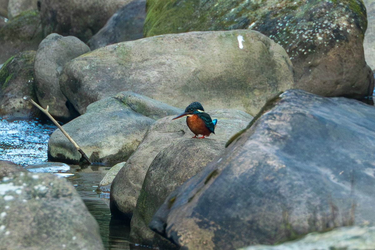Blyth's Kingfisher - ML644254131