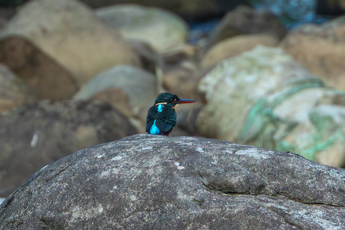 Blyth's Kingfisher - ML644254136