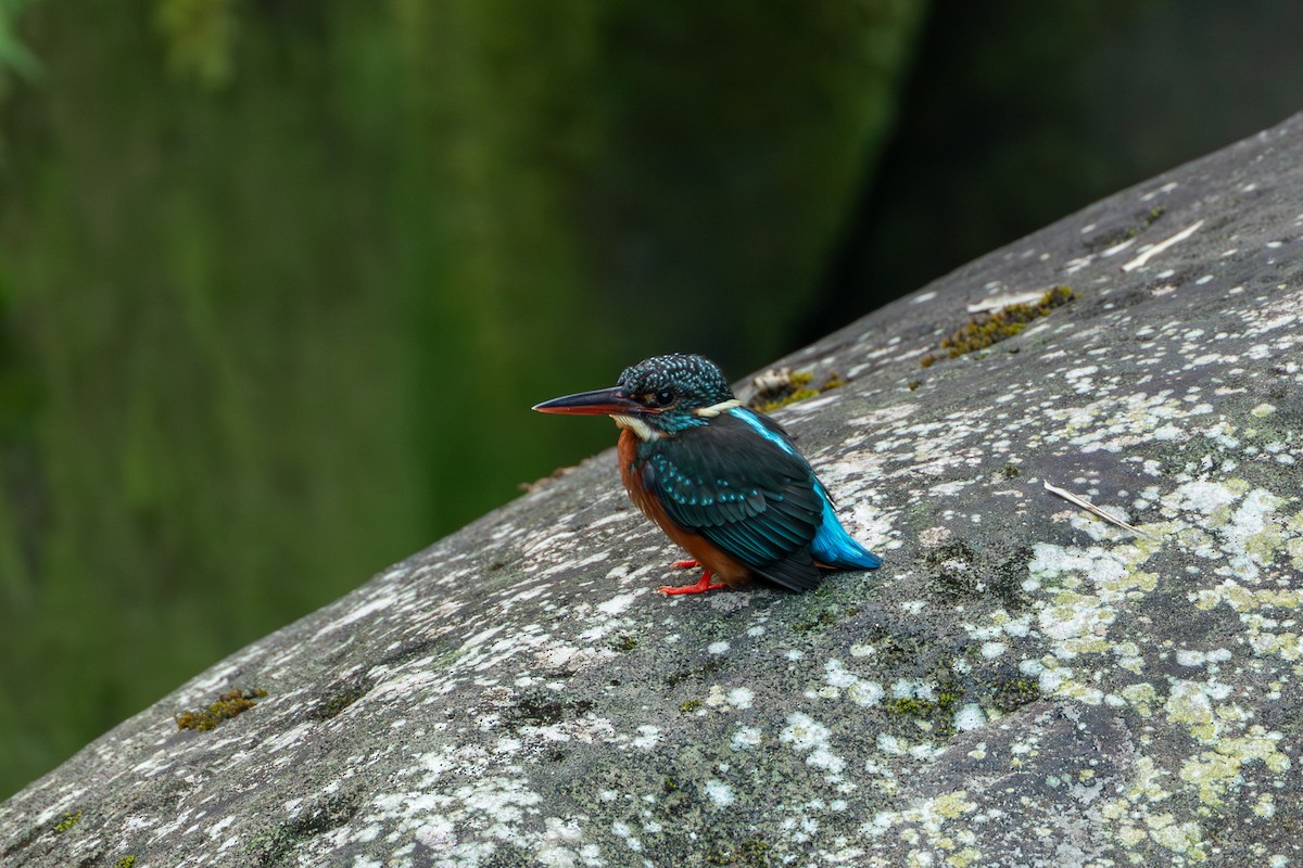 Blyth's Kingfisher - ML644254137