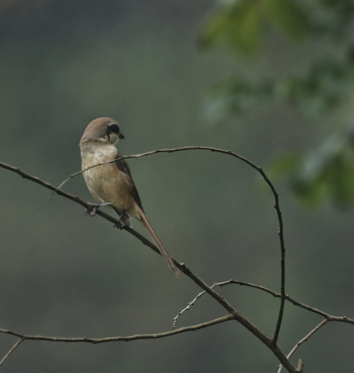 Brown Shrike - ML644254138