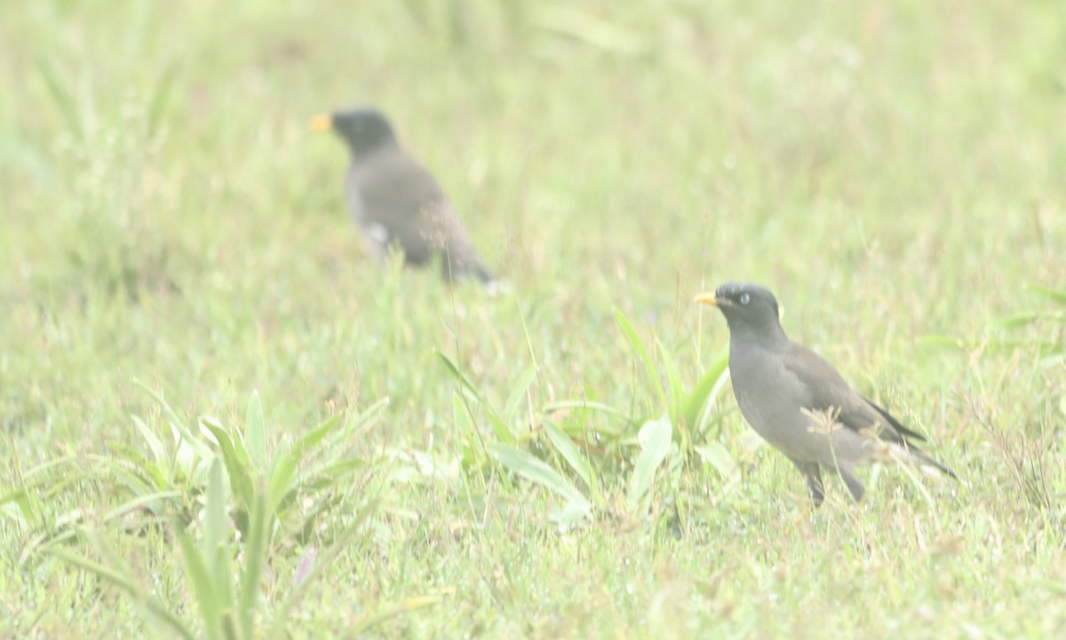 Jungle Myna - ML644254140