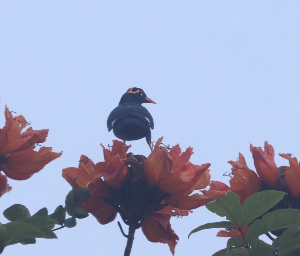 Southern Hill Myna - ML644254150