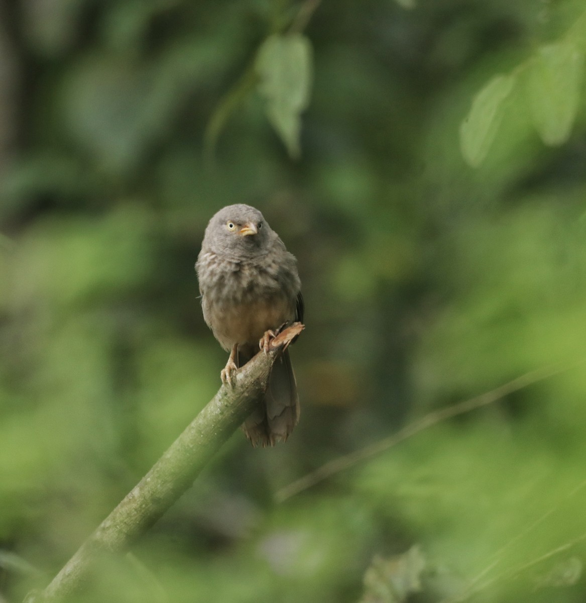 Jungle Babbler - ML644254155