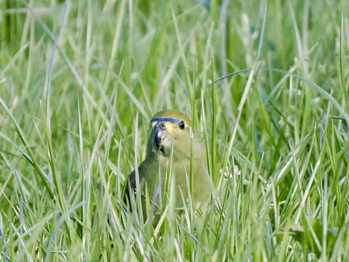 Папужка синьокрилий - ML644254164