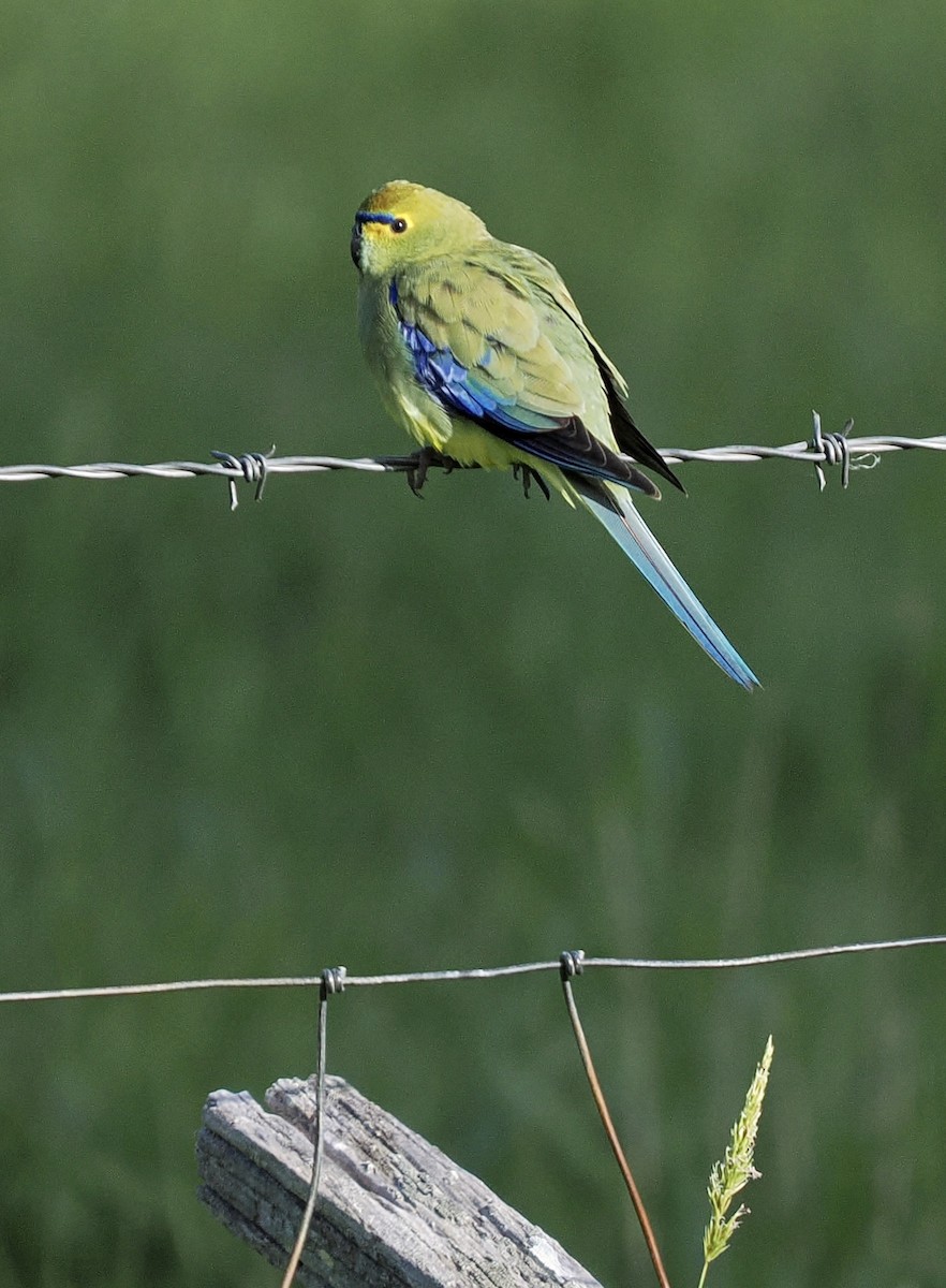 Папужка синьокрилий - ML644254168