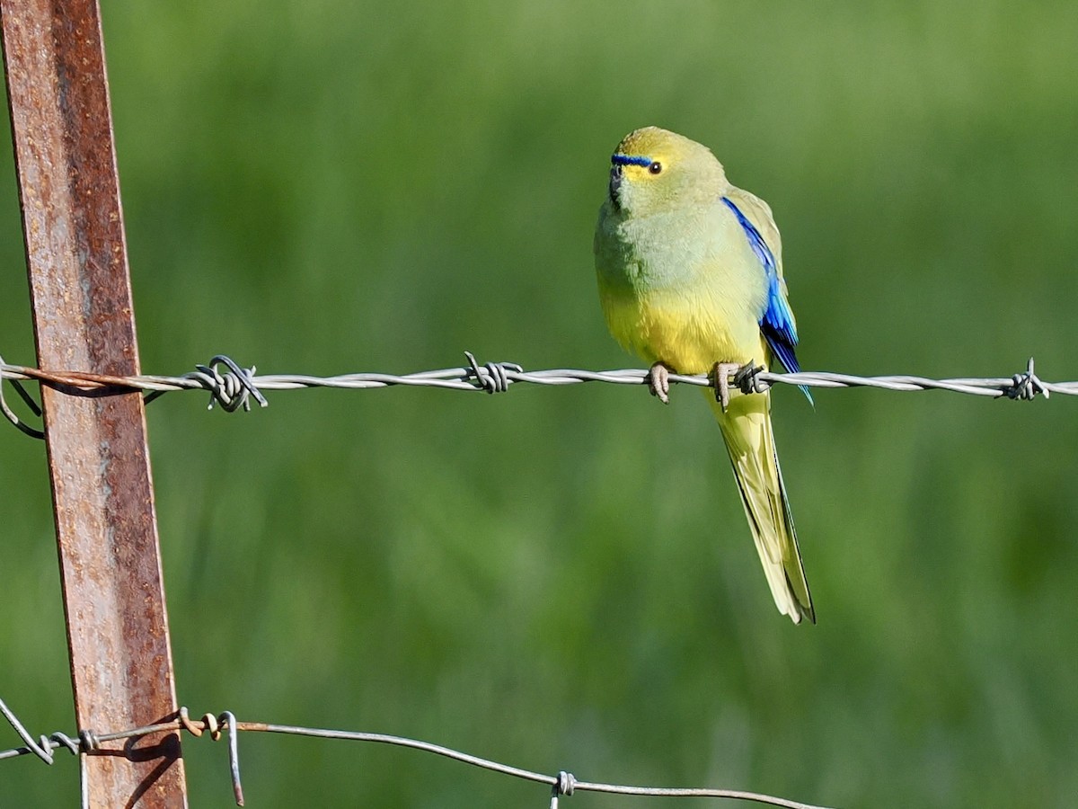 Папужка синьокрилий - ML644254169