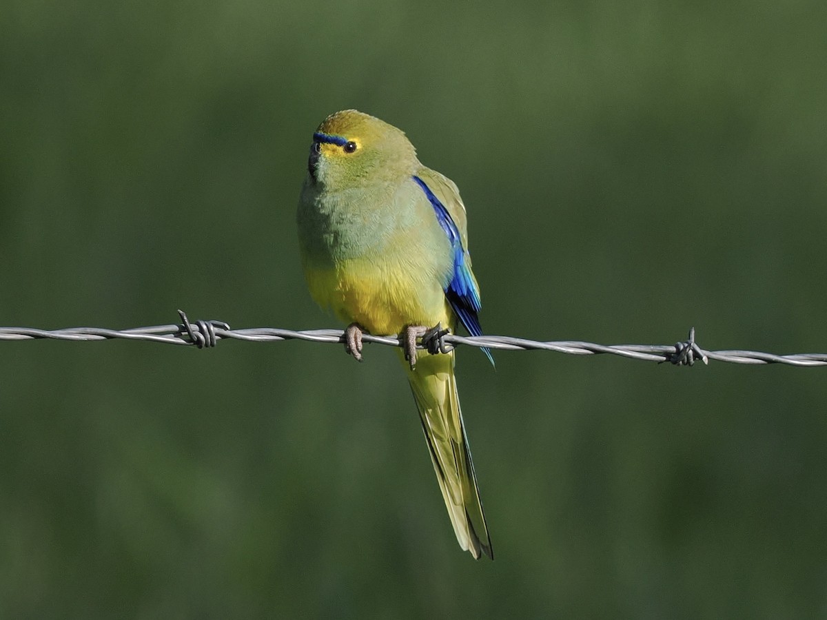 Папужка синьокрилий - ML644254170