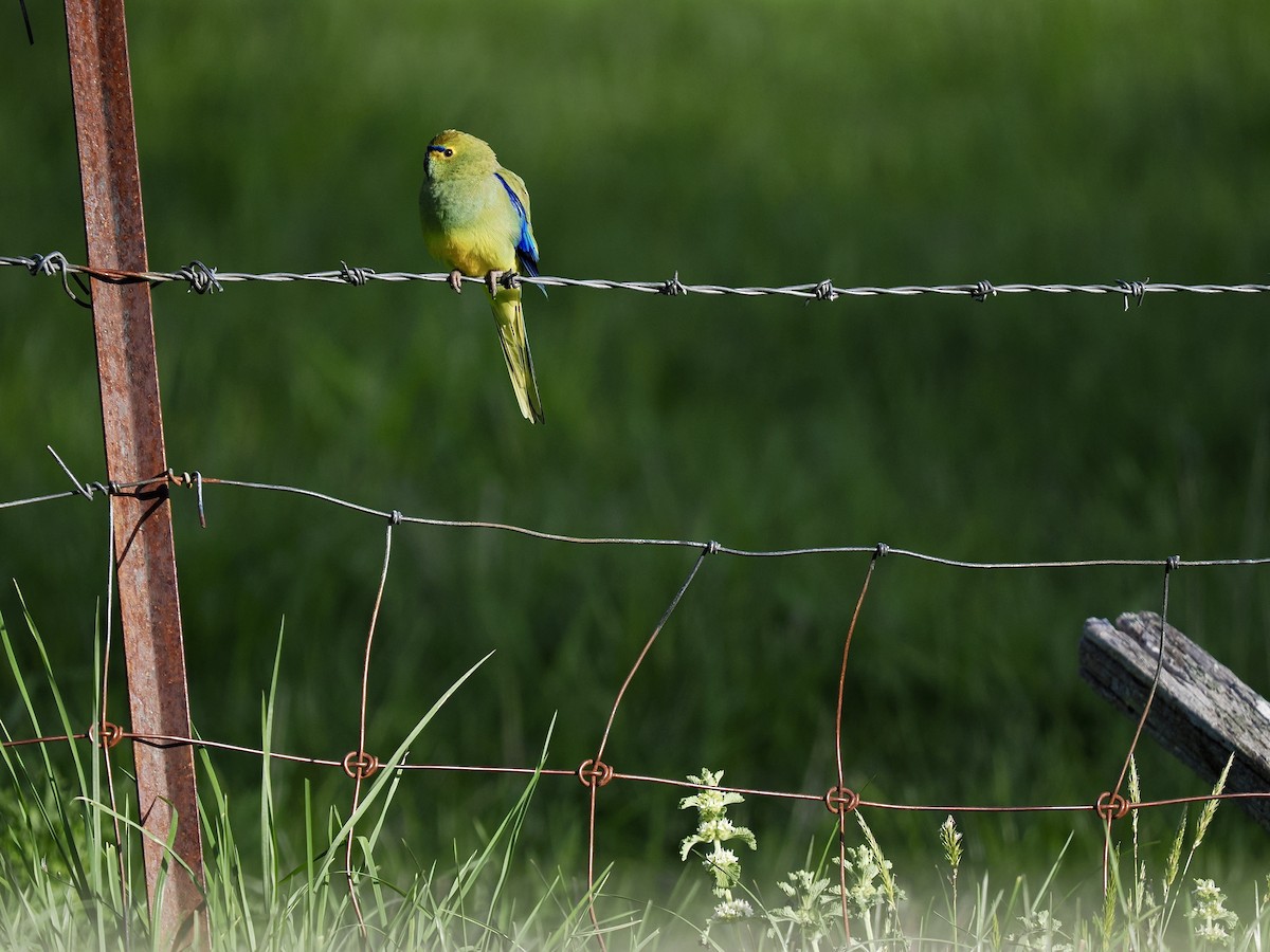 Папужка синьокрилий - ML644254171