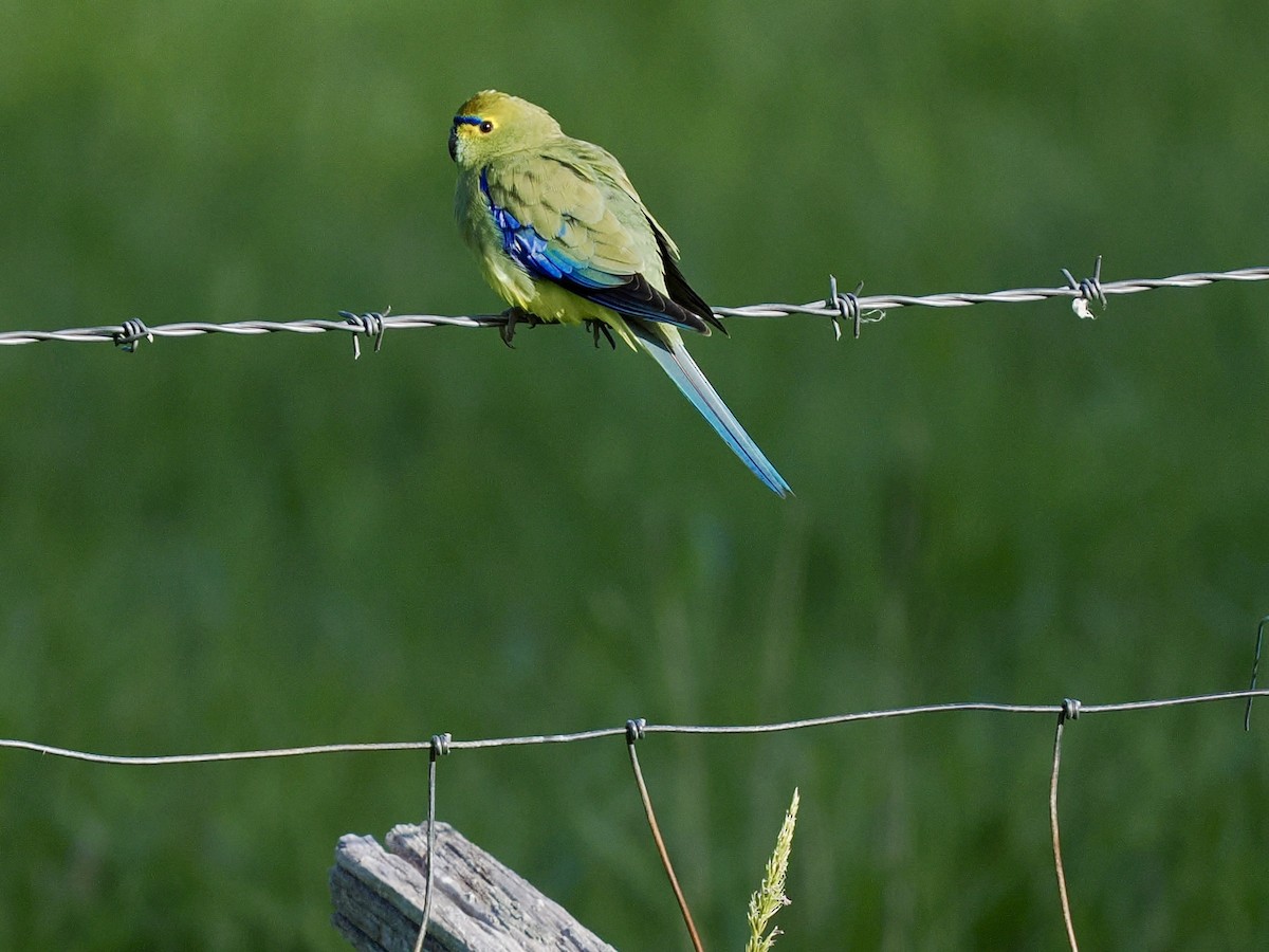 Папужка синьокрилий - ML644254173