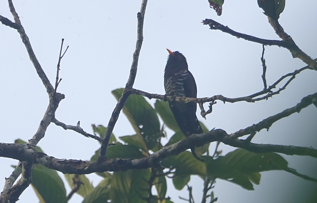 Violet Cuckoo - ML644254174