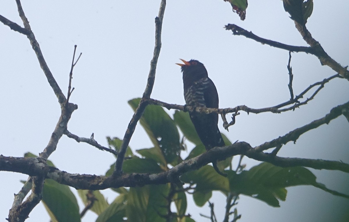 Violet Cuckoo - ML644254175