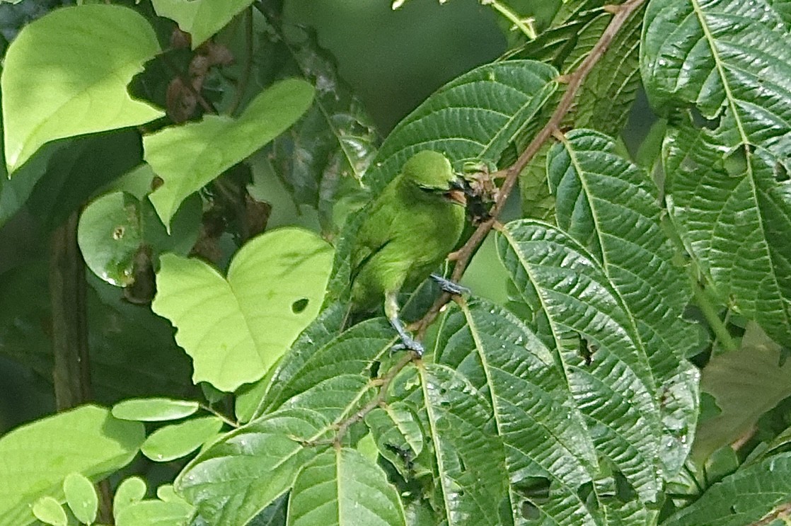 Lesser Green Leafbird - ML644254179