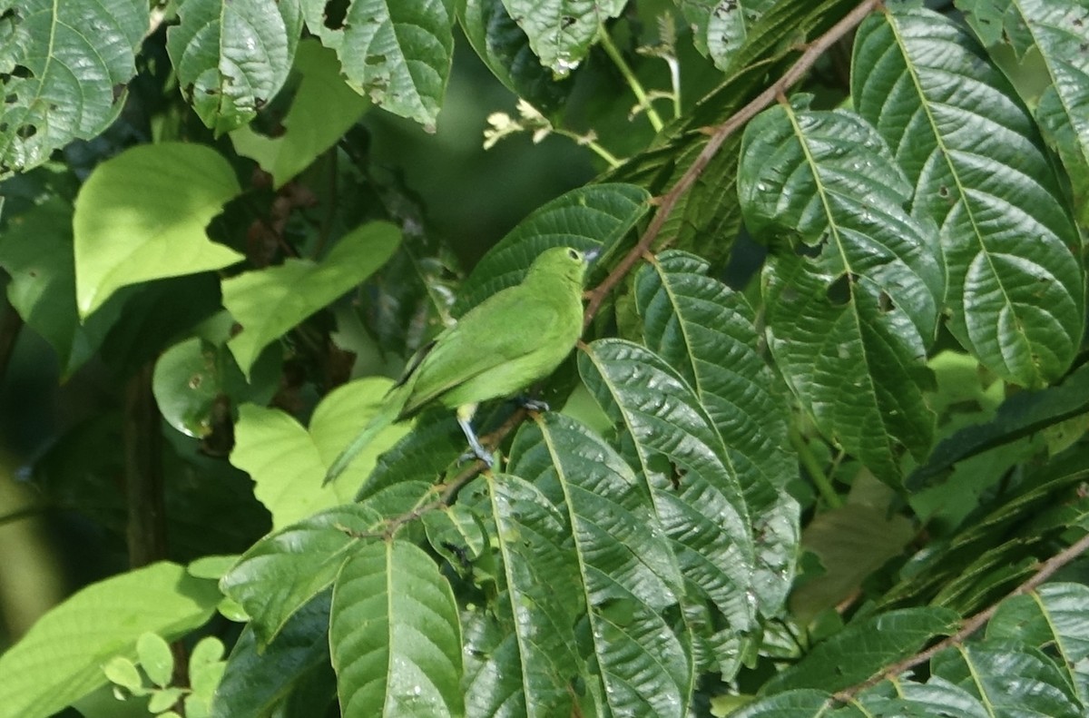 Lesser Green Leafbird - ML644254180