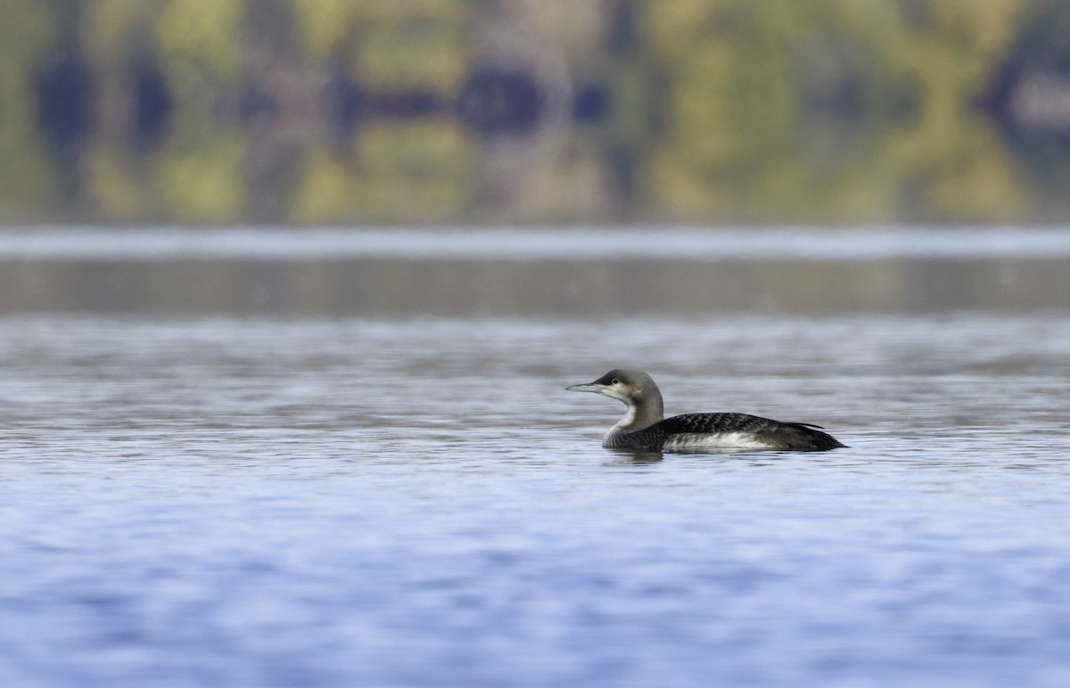 Pacific Loon - ML644254181