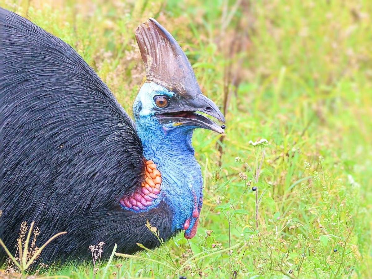 Southern Cassowary - ML644254183