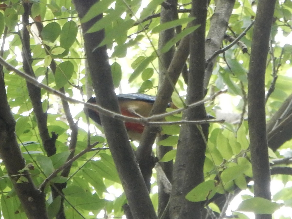 ミナミヤイロチョウ - ML644254188