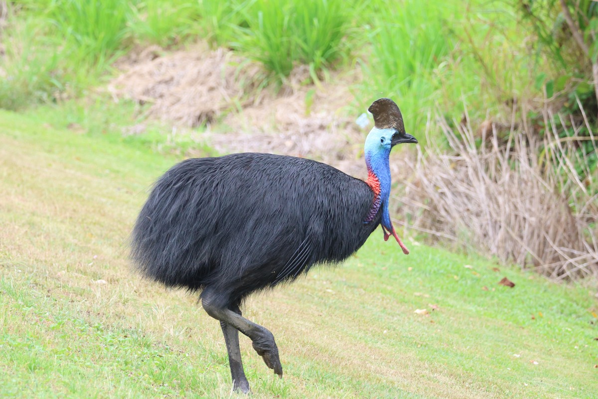 Southern Cassowary - ML644254191