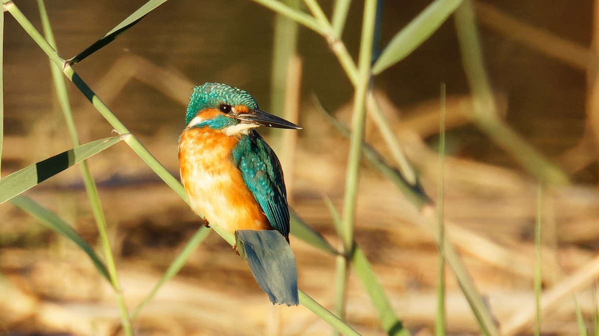 Common Kingfisher - ML644254194