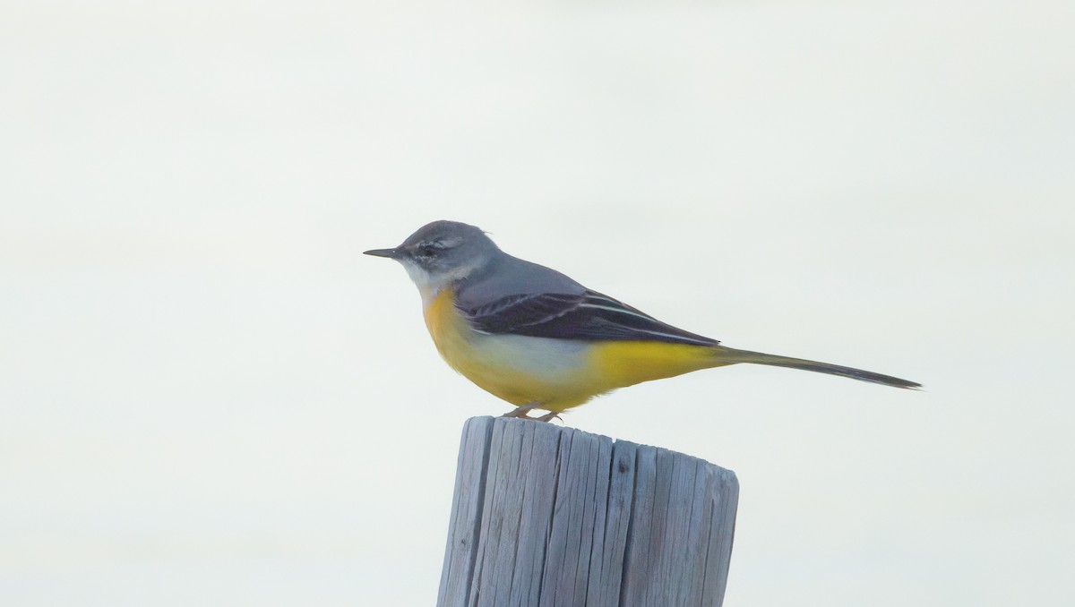 Gray Wagtail - ML644254197