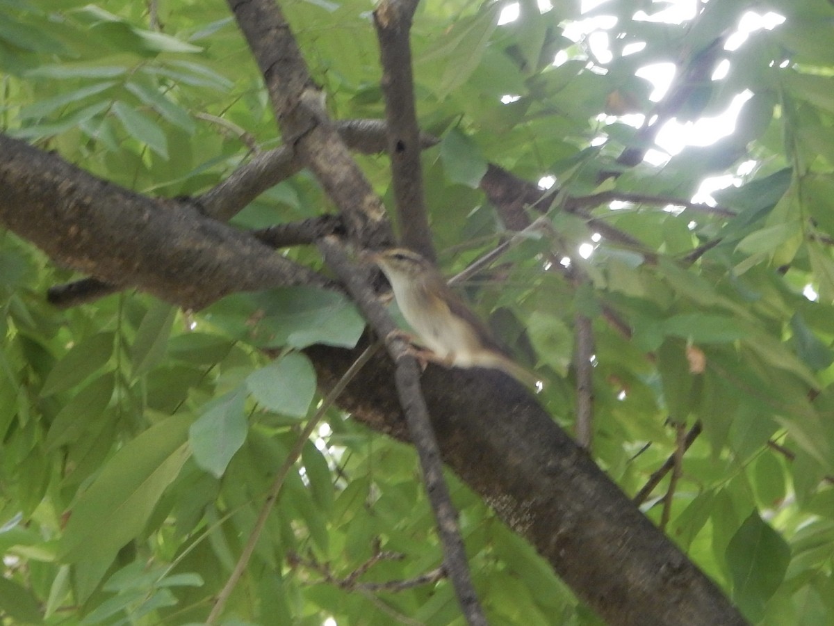 Вівчарик світлоногий - ML644254199