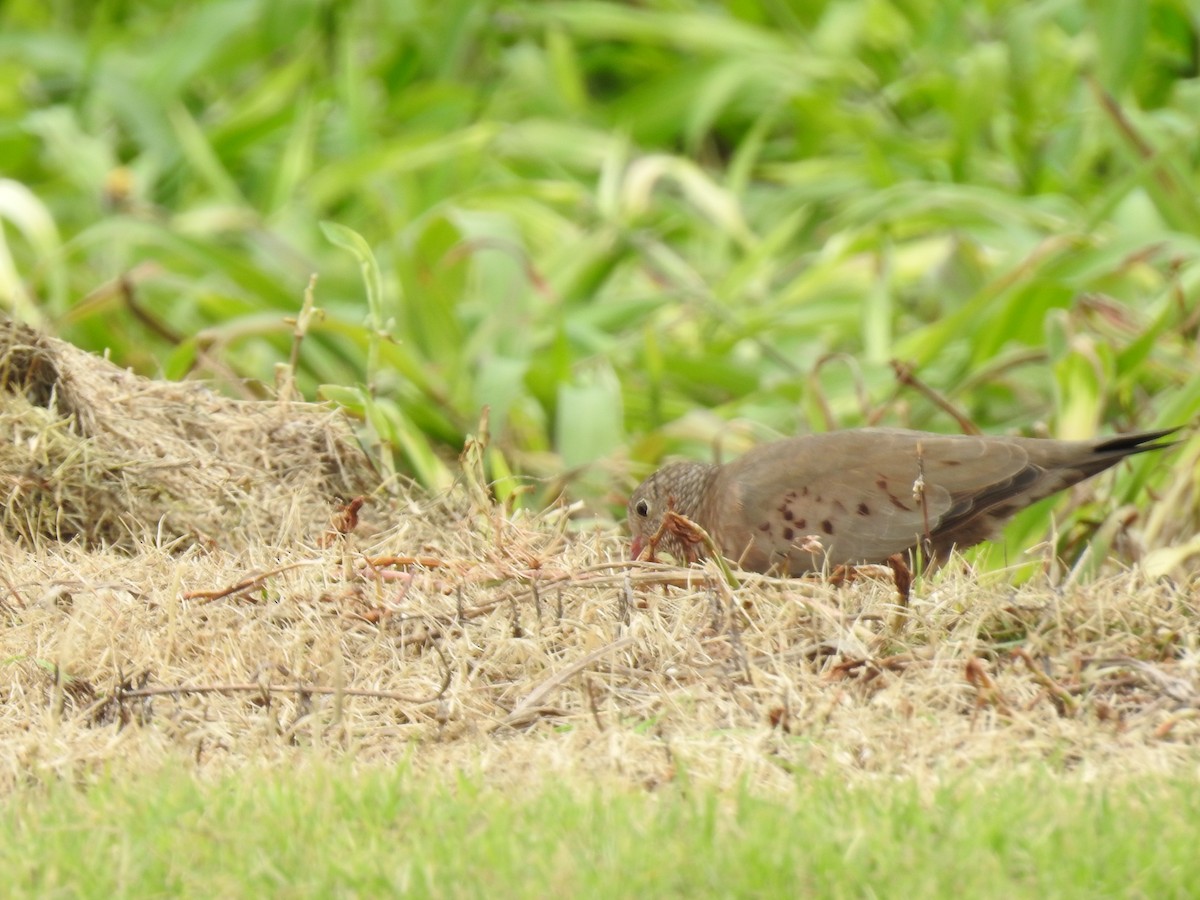 Common Ground Dove - ML644254217