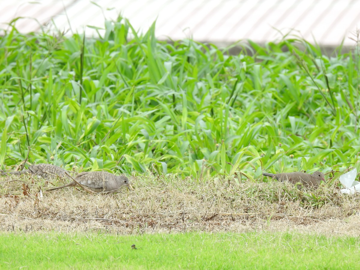 Common Ground Dove - ML644254220