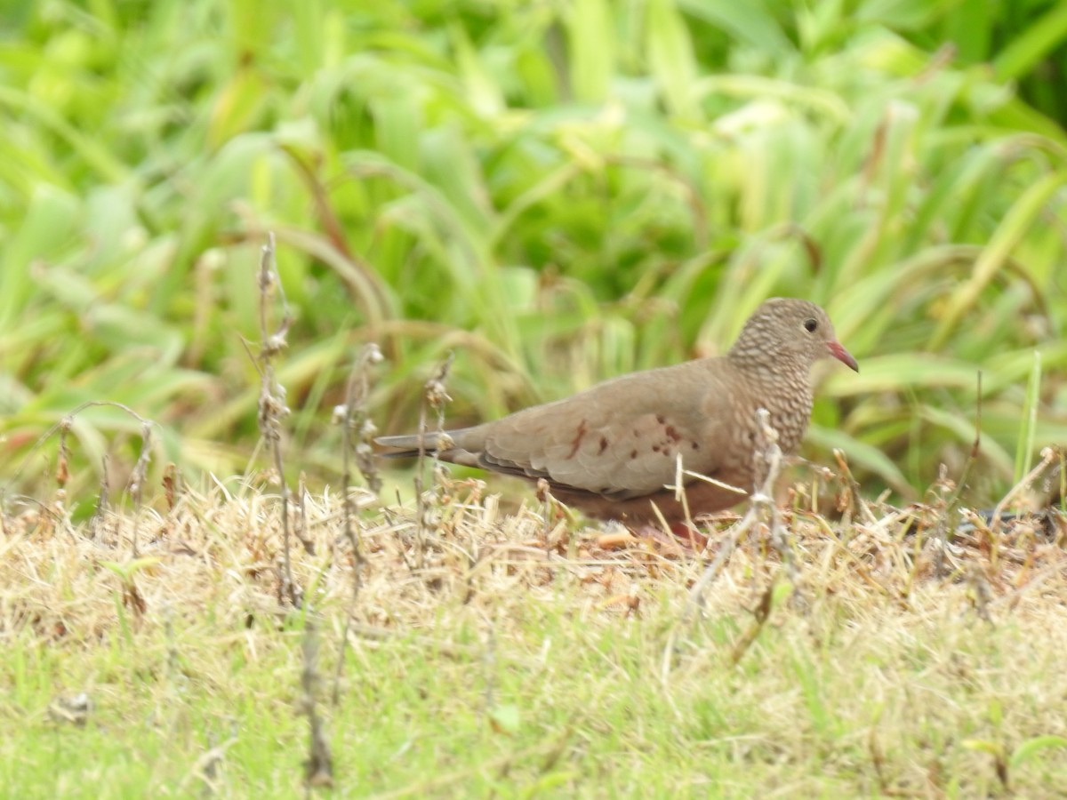 Common Ground Dove - ML644254221