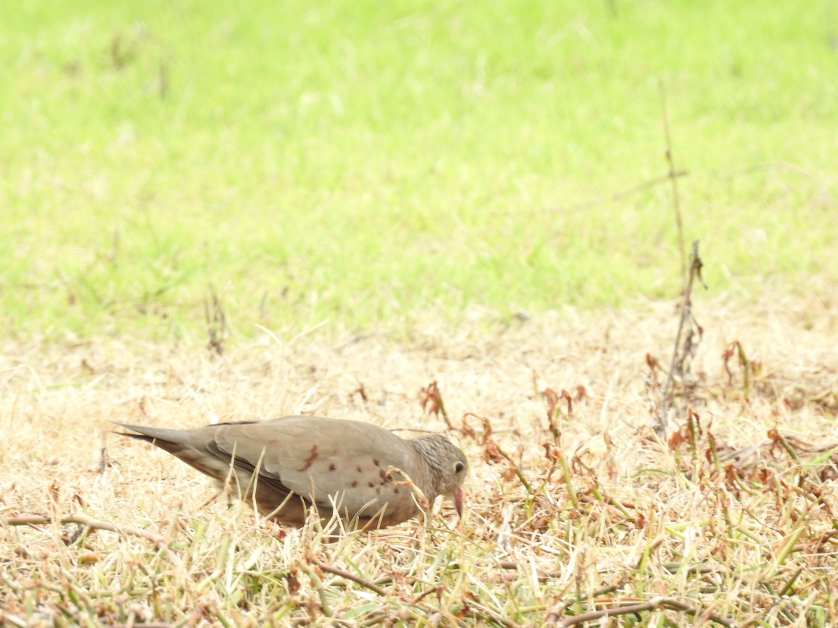 Common Ground Dove - ML644254222