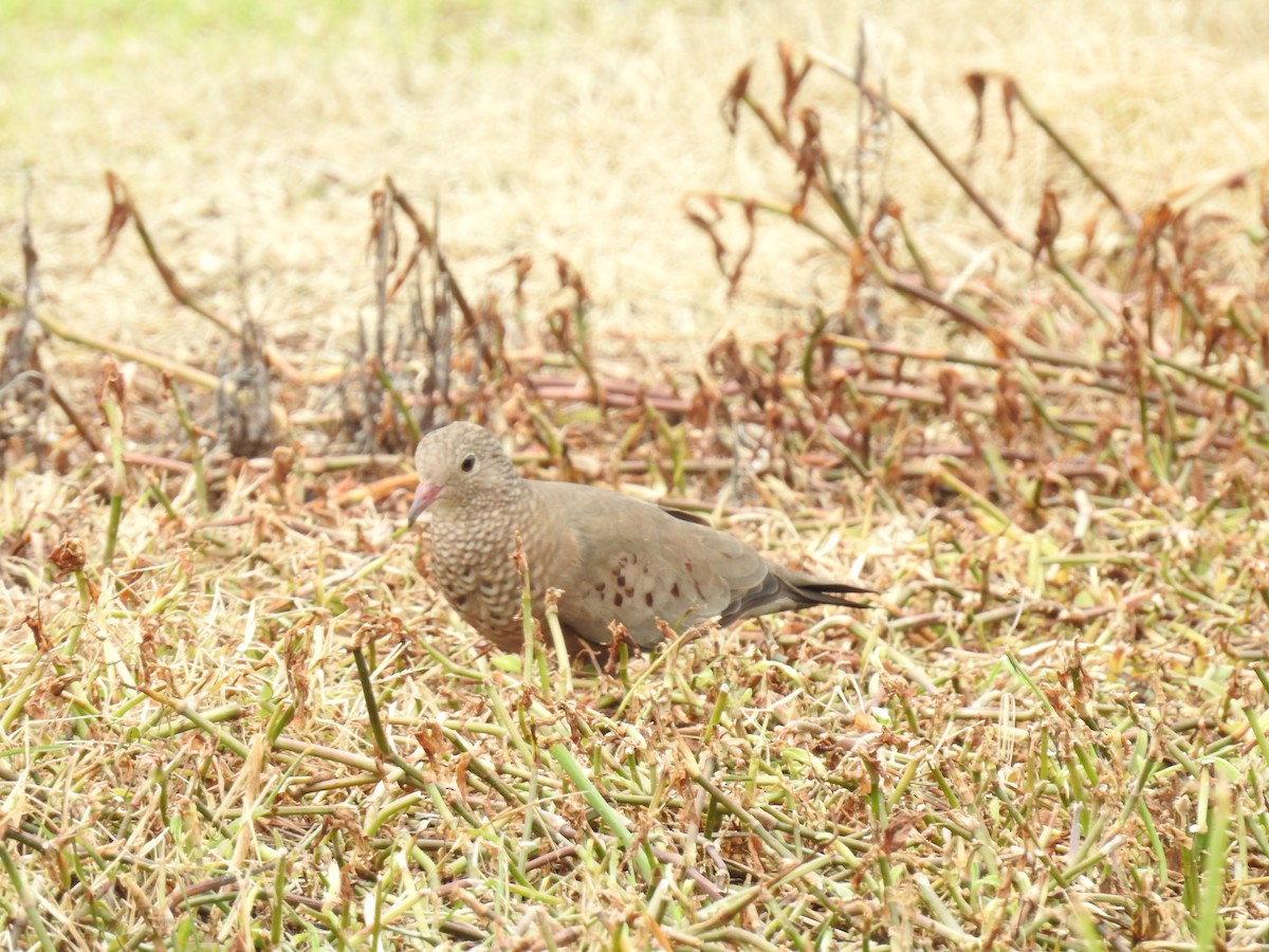 Common Ground Dove - ML644254223