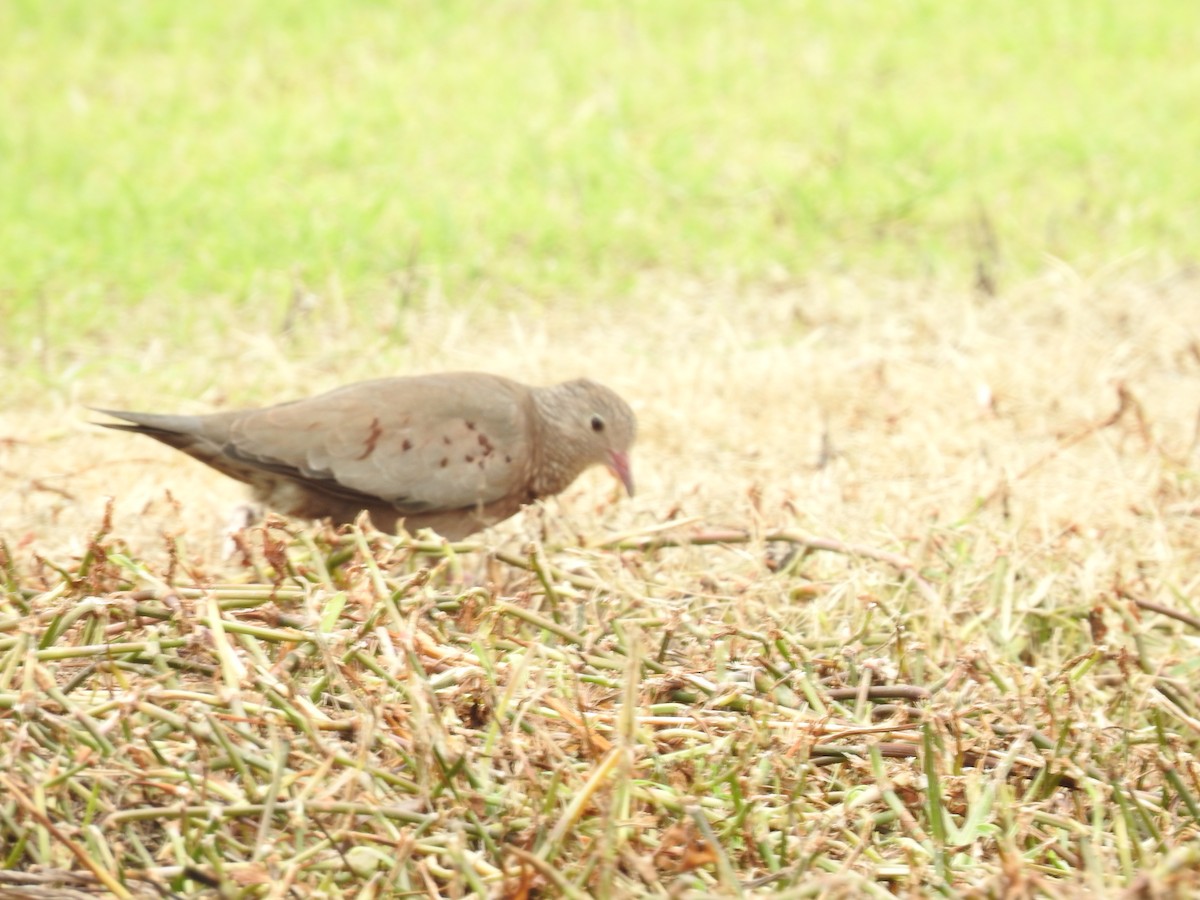 Common Ground Dove - ML644254224