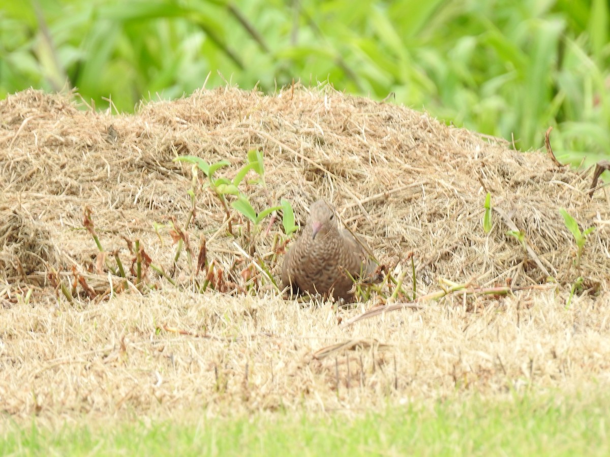 Common Ground Dove - ML644254225