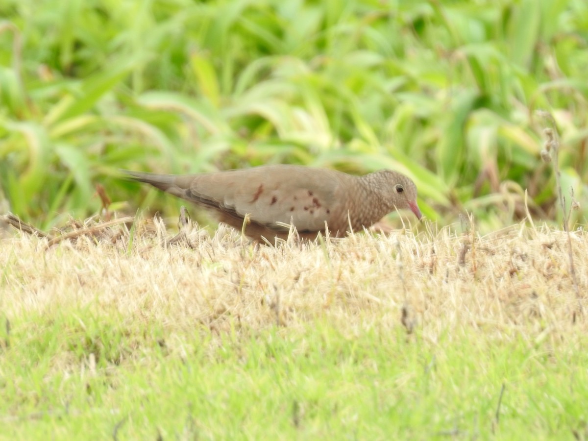 Common Ground Dove - ML644254226