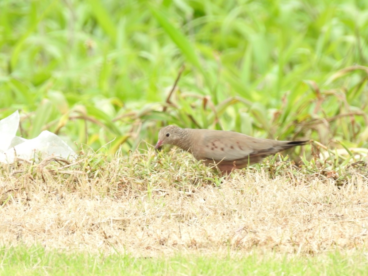 Common Ground Dove - ML644254227