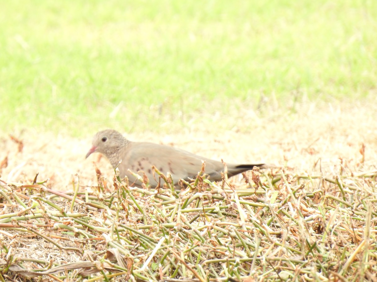 Common Ground Dove - ML644254228