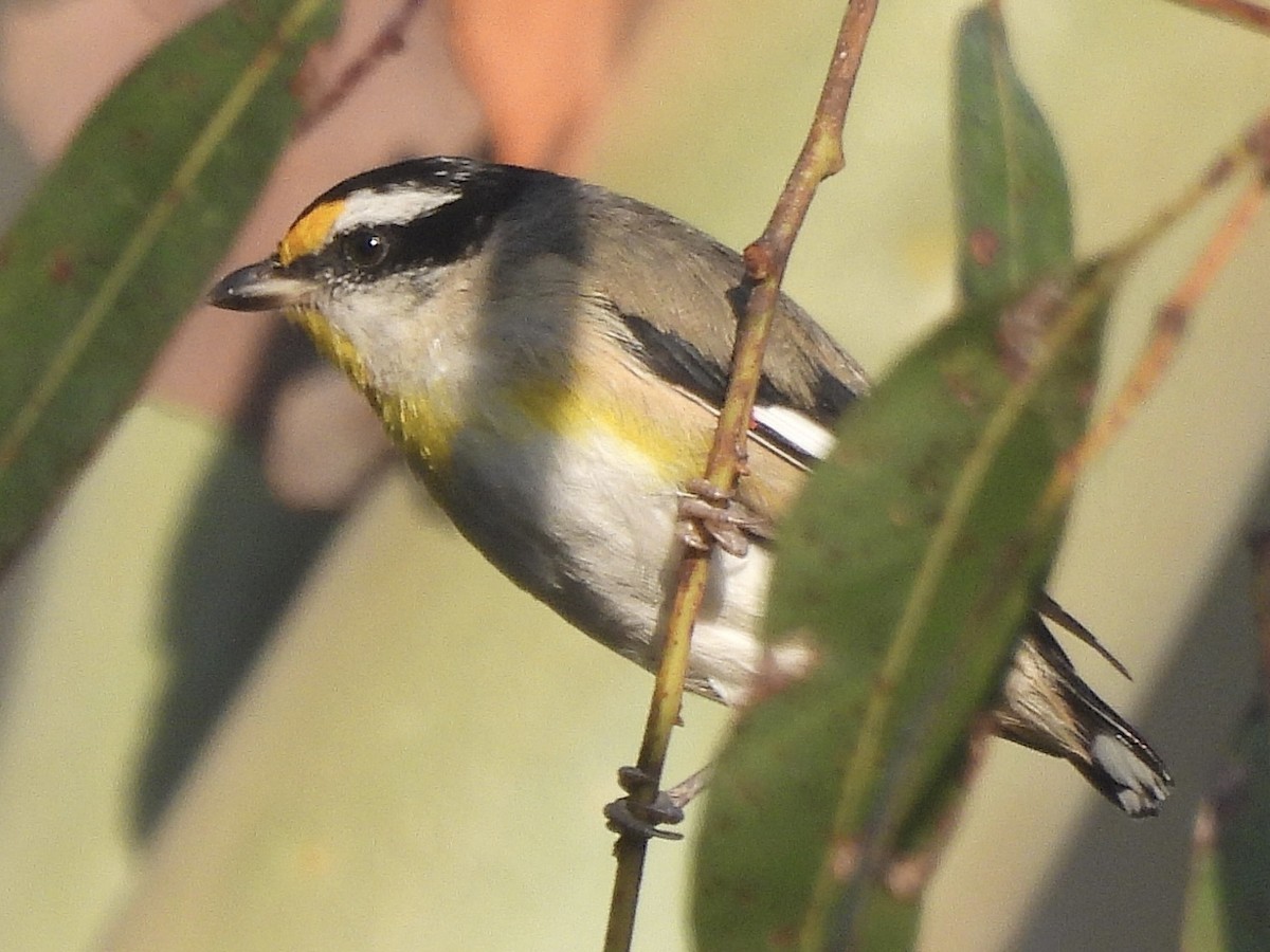 Striated Pardalote - ML644254230
