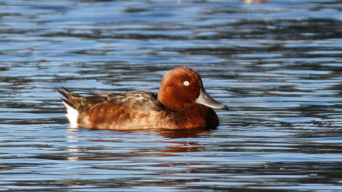 Ferruginous Duck - ML644254234