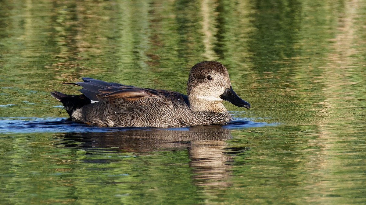 Gadwall - ML644254241