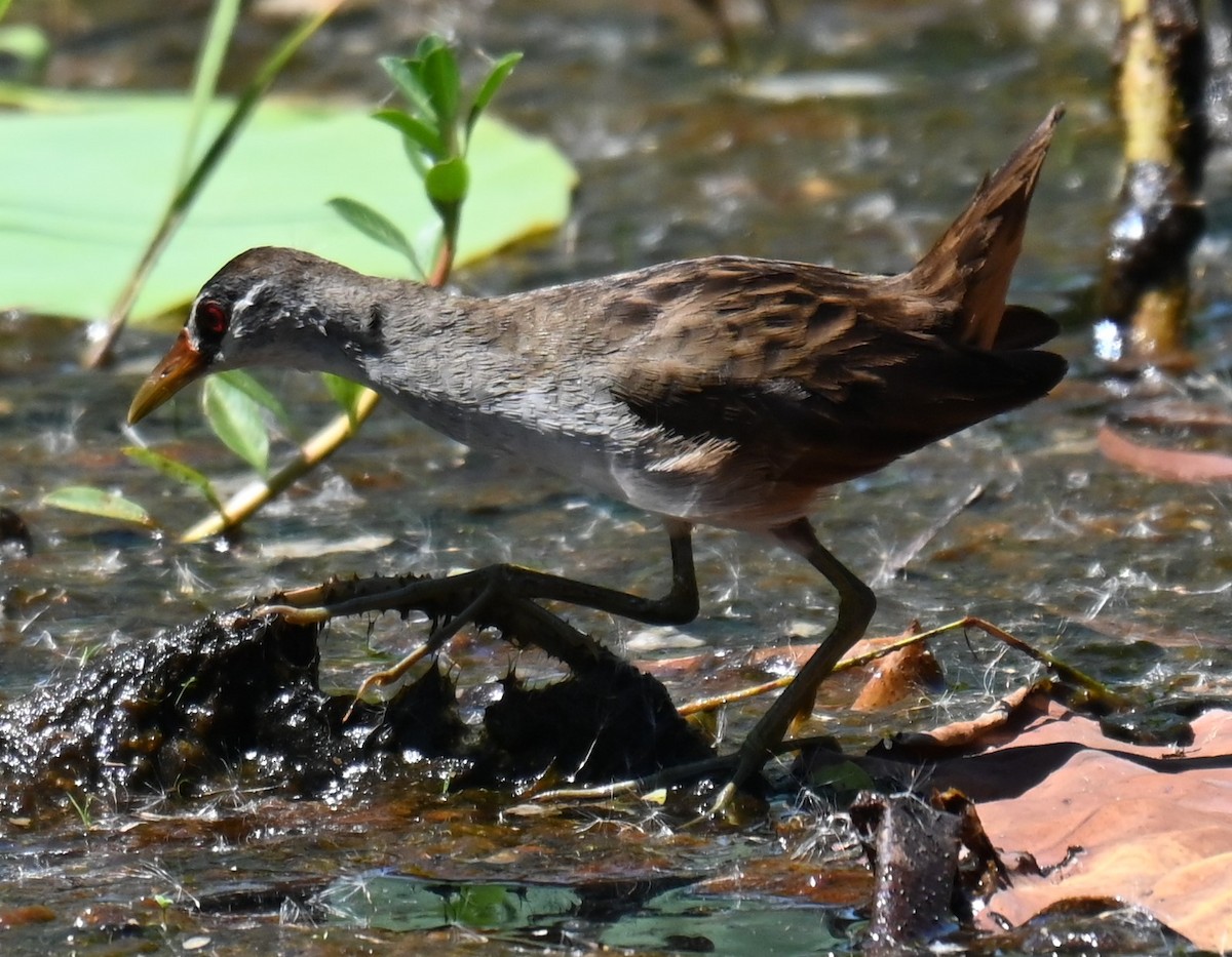 White-browed Crake - ML644254246