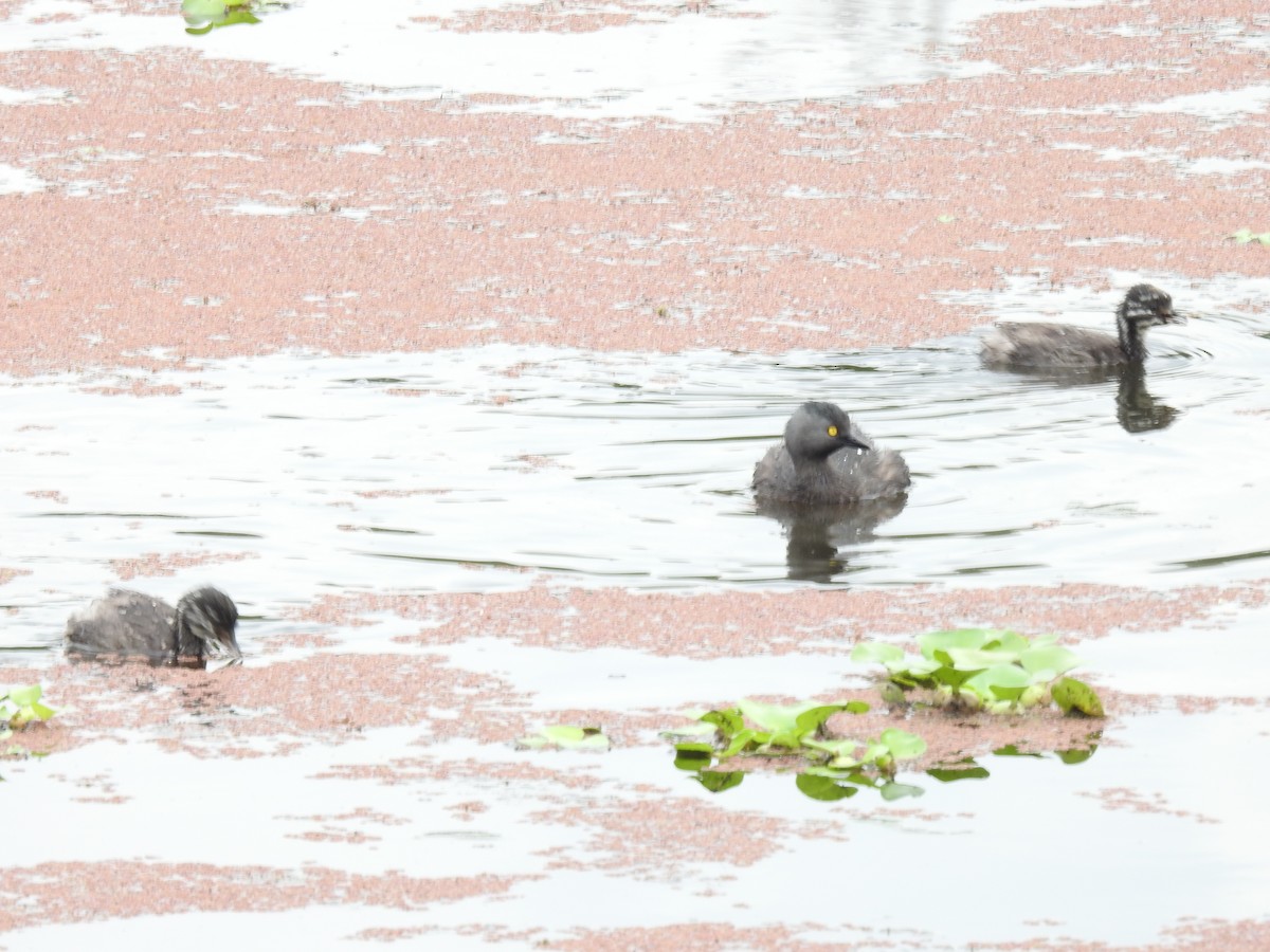 Least Grebe - ML644254261