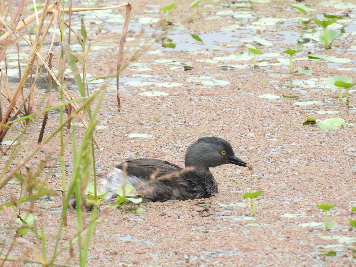 Least Grebe - ML644254262