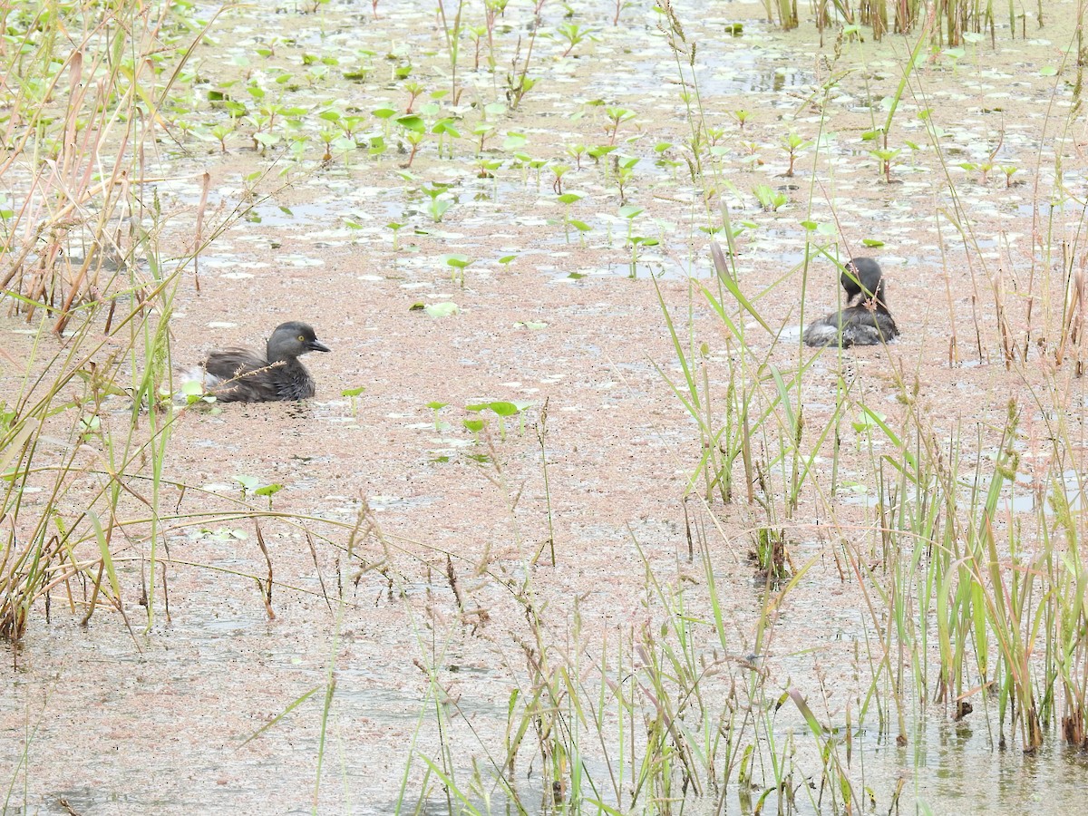 Least Grebe - ML644254263