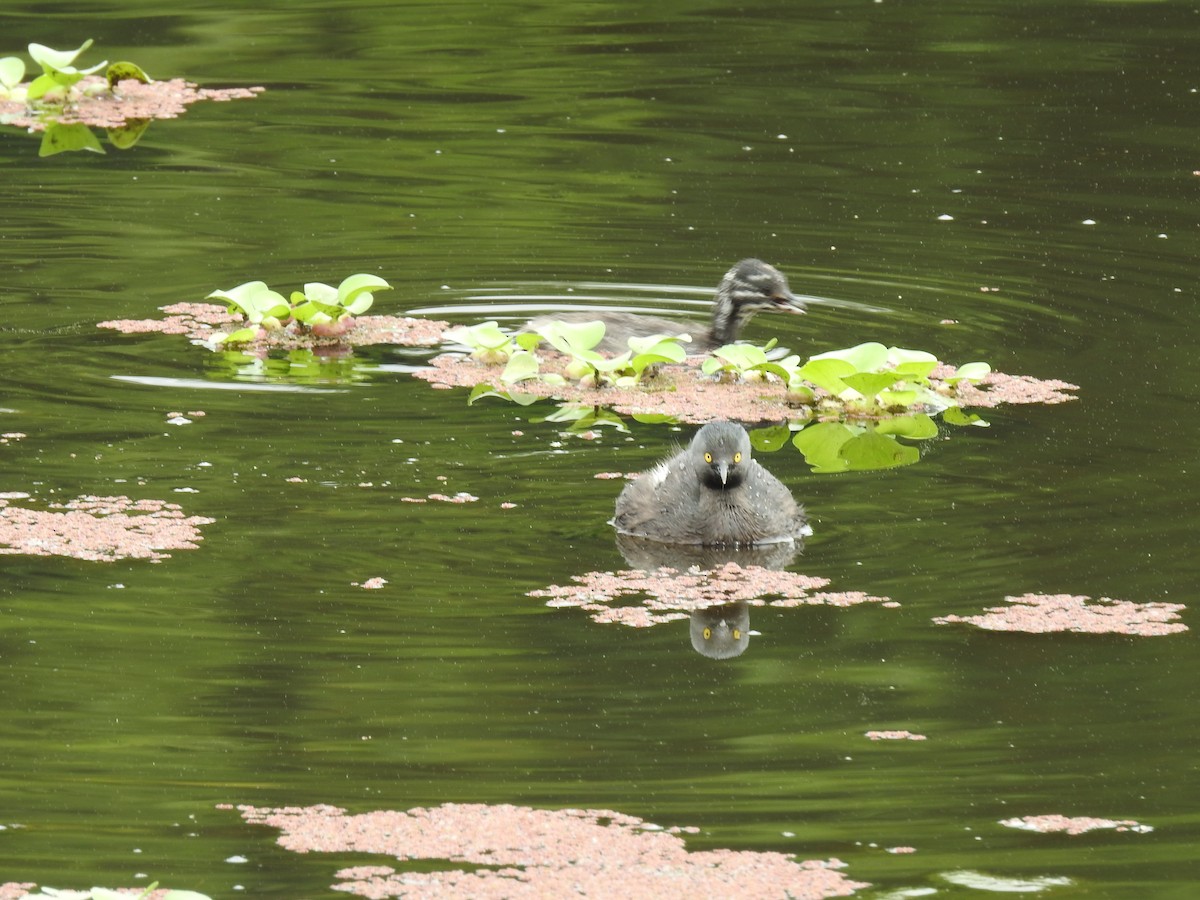 Least Grebe - ML644254265