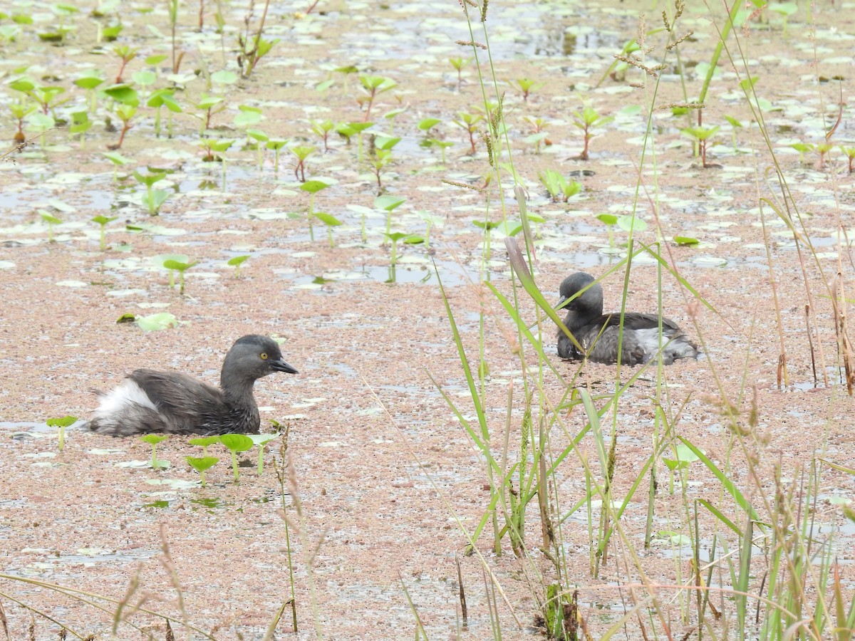 Least Grebe - ML644254266