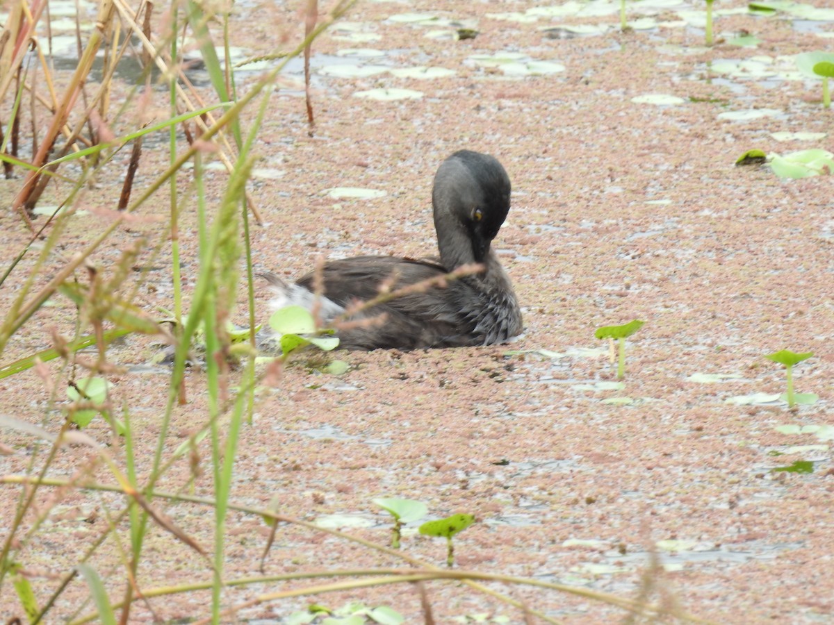 Least Grebe - ML644254267