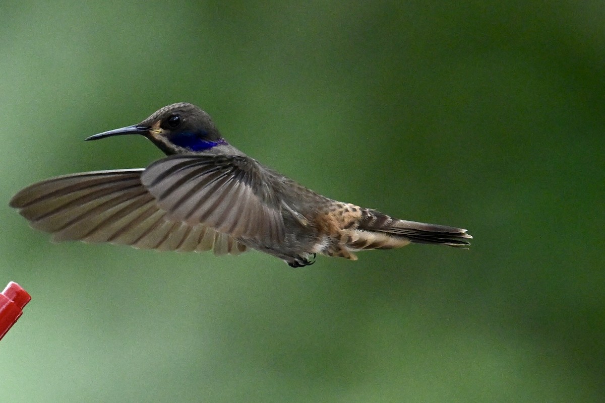 Бурый фиалкоух - ML644254277