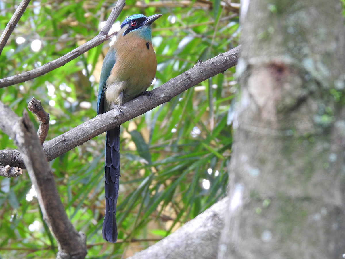 レッソンハチクイモドキ - ML644254286