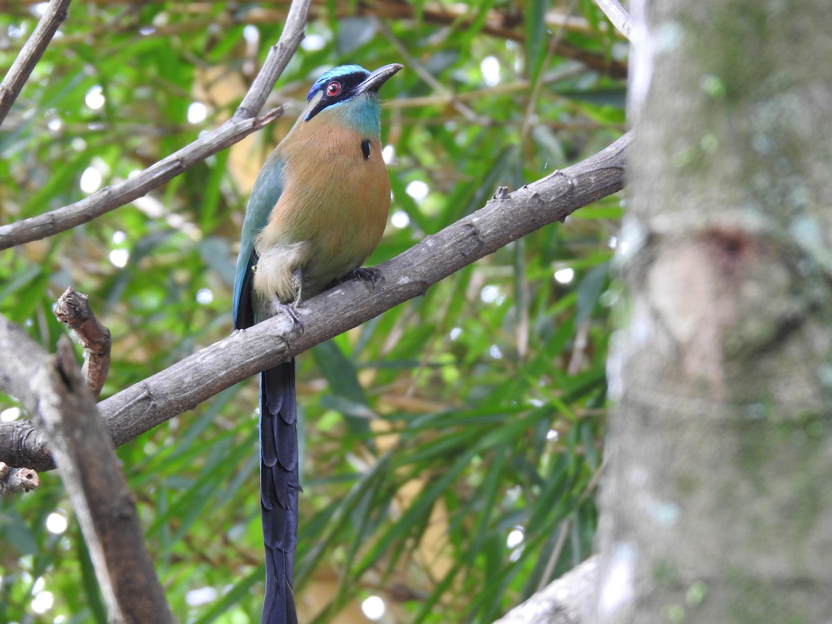 レッソンハチクイモドキ - ML644254287