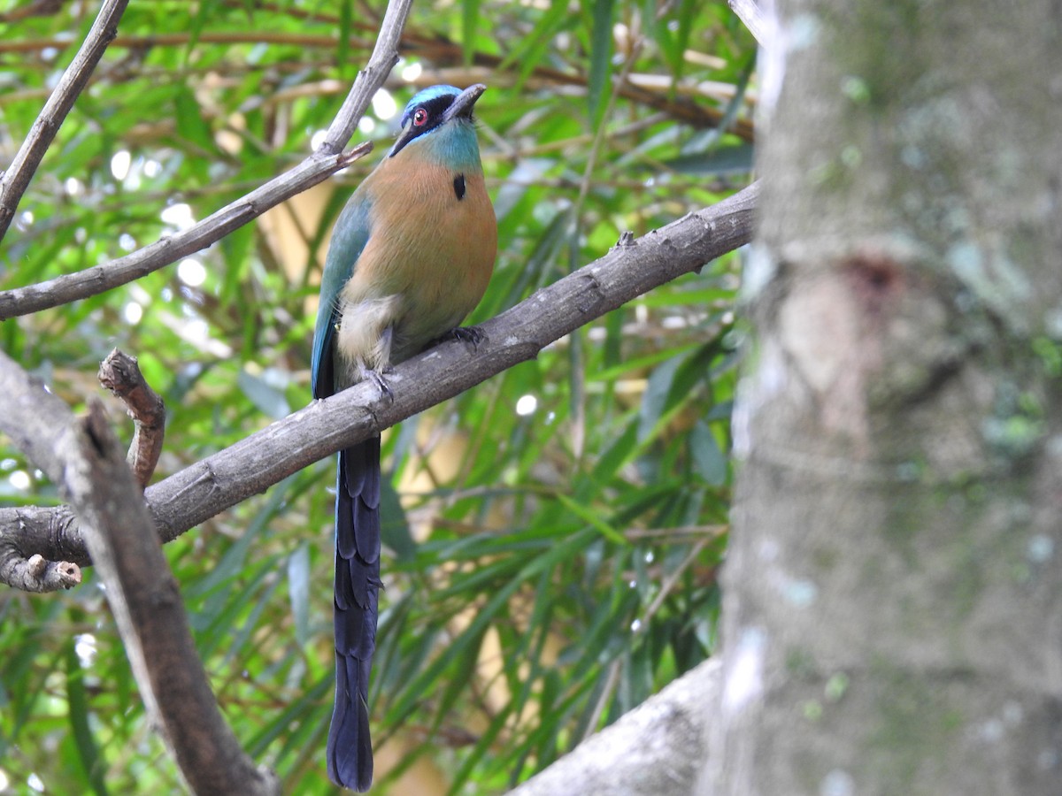 レッソンハチクイモドキ - ML644254288